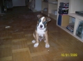 American staffordshire terrier_1