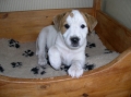 Parson russell terrier_2