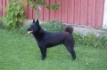 Norsk älghund, svart_1