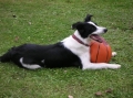 Border collie_2