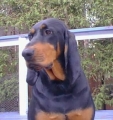 Black and tan coonhound_1