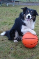 Border collie_1