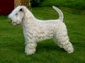 Irish softcoated wheaten terrier_2