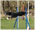 Border collie_3