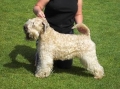 Irish softcoated wheaten terrier_2