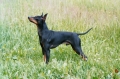 English toy terrier_1