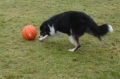 Border collie_2