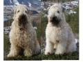 Irish softcoated wheaten terrier_1