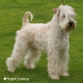 Irish softcoated wheaten terrier_1