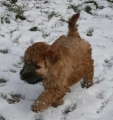 Irish softcoated wheaten terrier_3