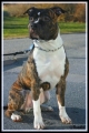 American staffordshire terrier_2