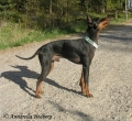English toy terrier_1