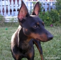 English toy terrier_3