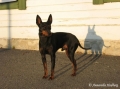 English toy terrier_2