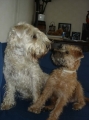 Irish softcoated wheaten terrier_1